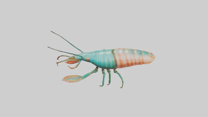 3D model Mantis Shrimp hiding model VR / AR / low-poly