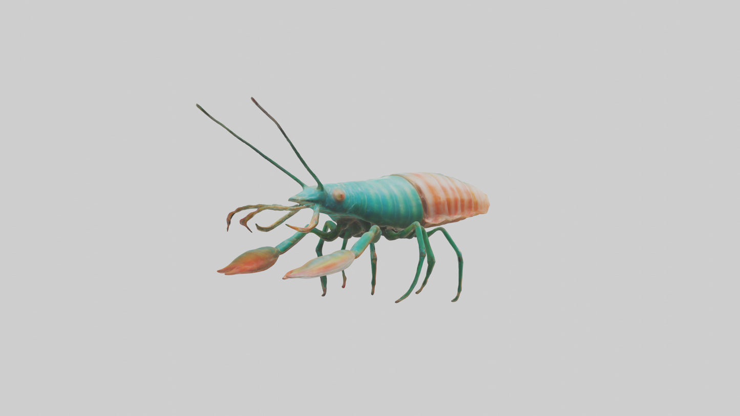 3D model Mantis Shrimp hiding model VR / AR / low-poly