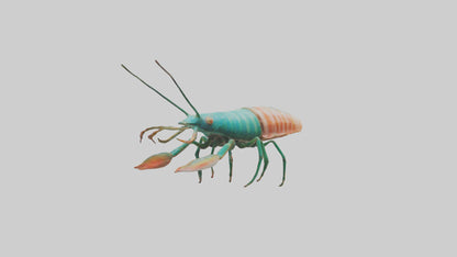 3D model Mantis Shrimp hiding model VR / AR / low-poly