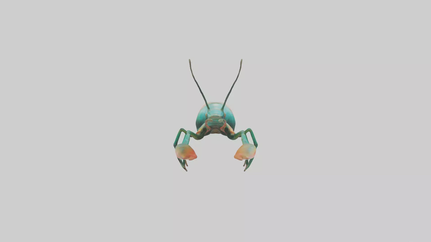 3D model Mantis Shrimp hiding model VR / AR / low-poly