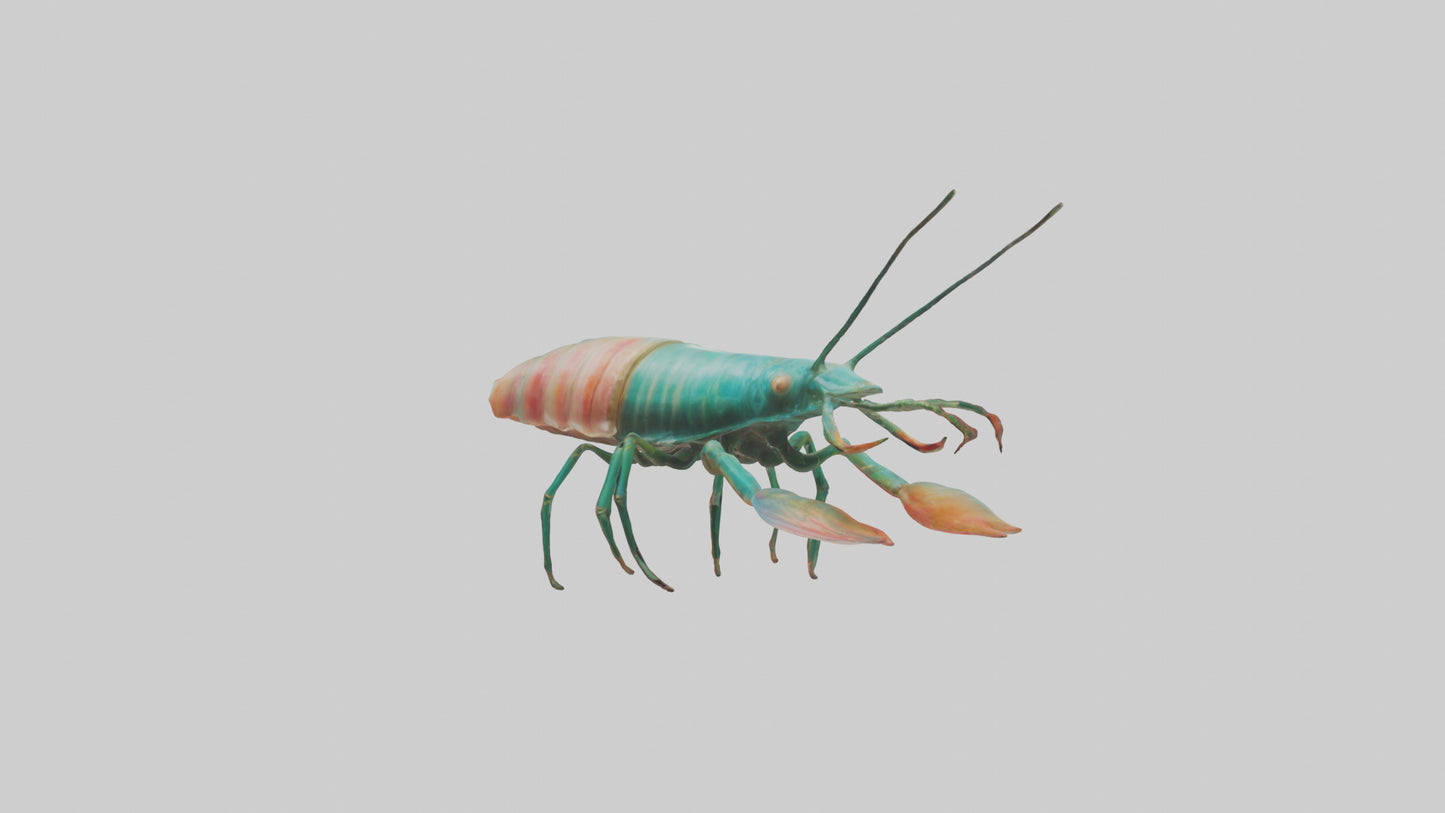 3D model Mantis Shrimp hiding model VR / AR / low-poly