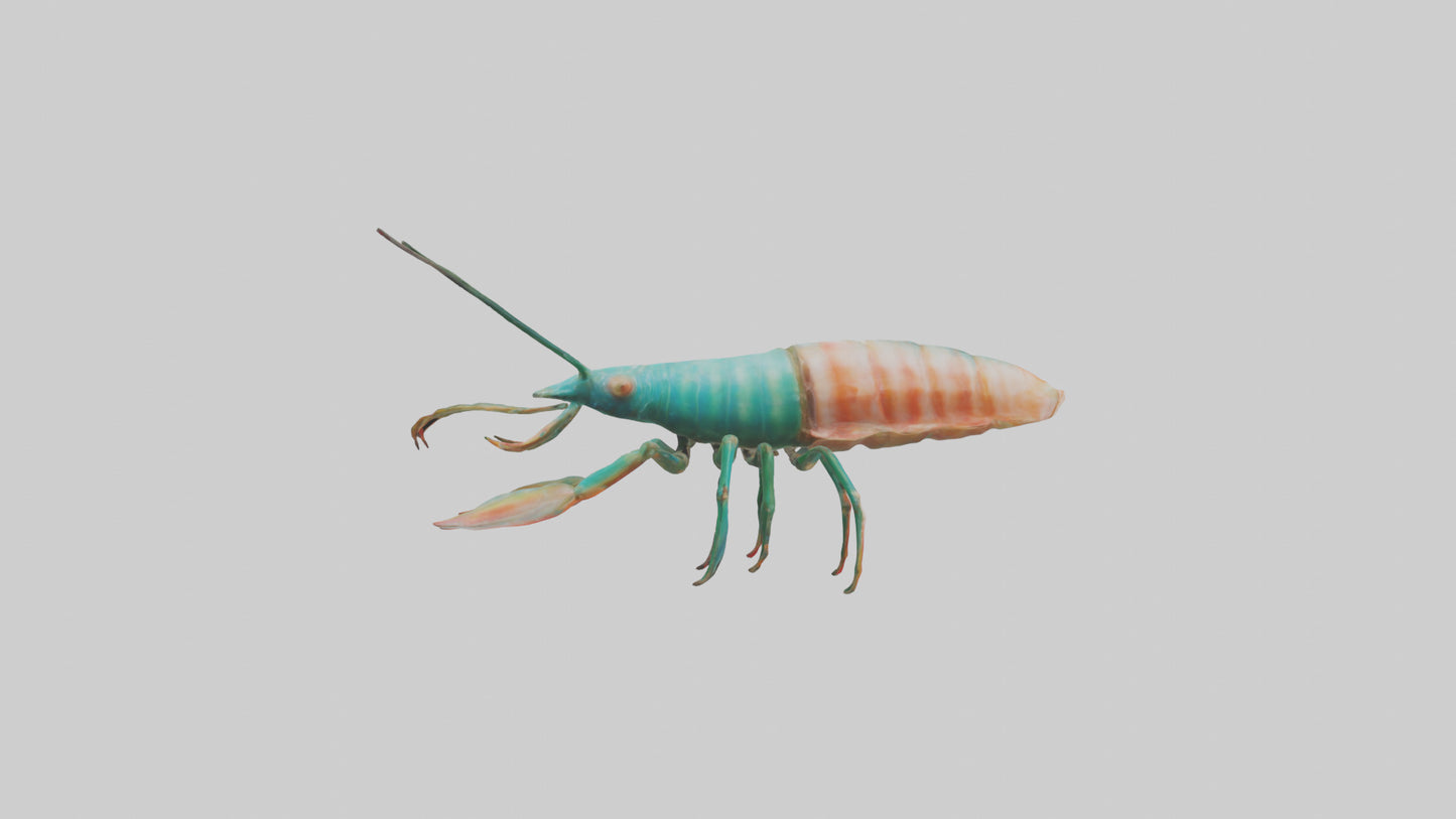 3D model Mantis Shrimp hiding model VR / AR / low-poly