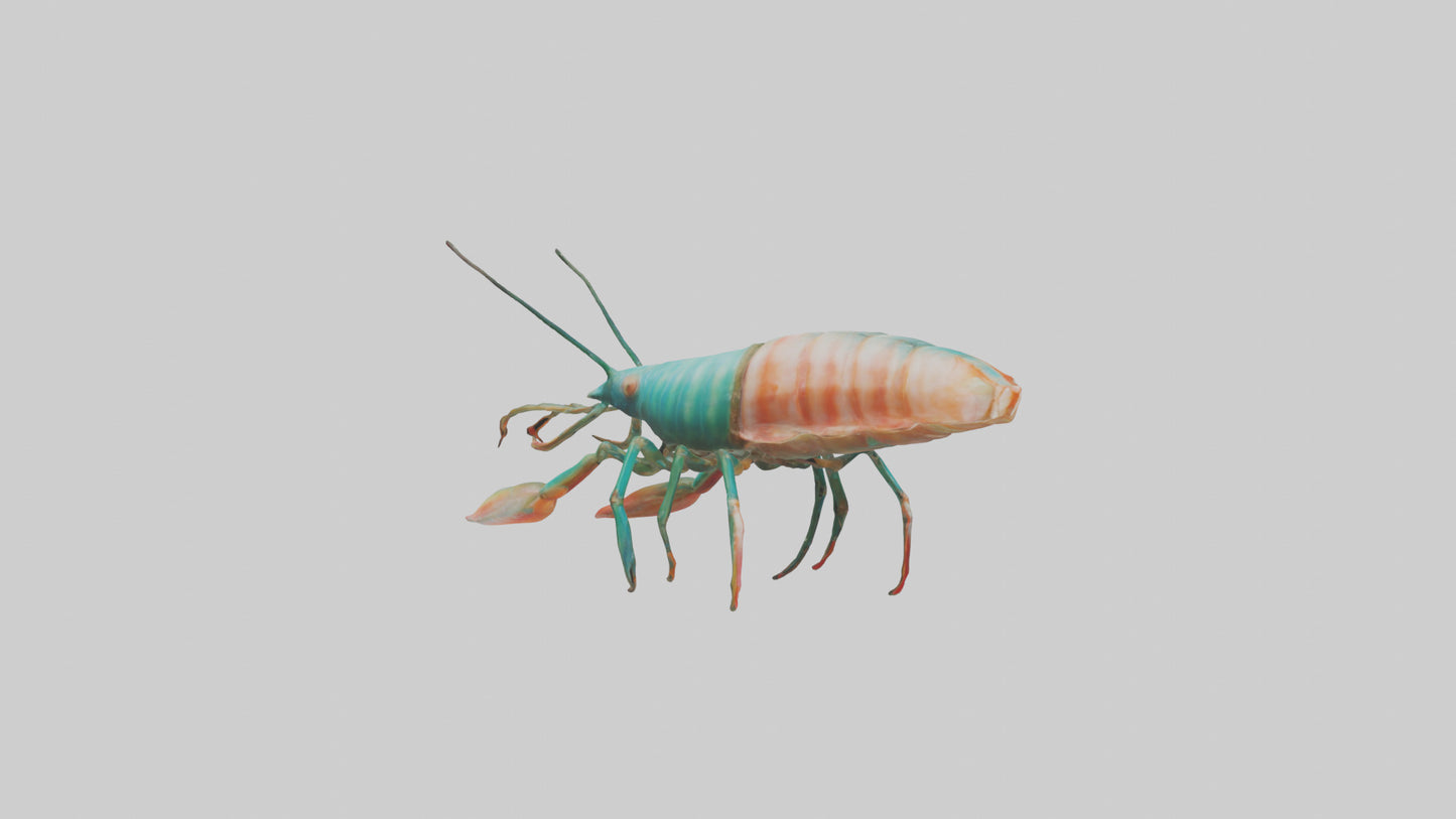 3D model Mantis Shrimp hiding model VR / AR / low-poly
