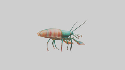 3D model Mantis Shrimp hiding model VR / AR / low-poly