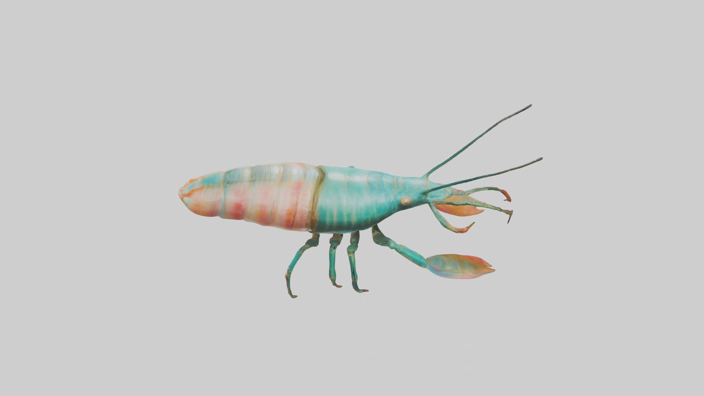 3D model Mantis Shrimp hiding model VR / AR / low-poly
