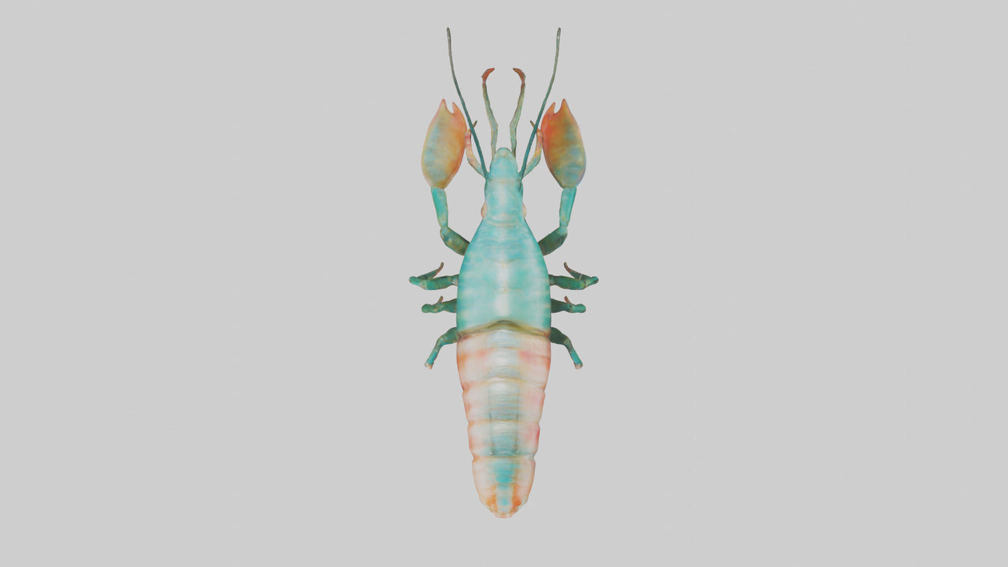 3D model Mantis Shrimp hiding model VR / AR / low-poly