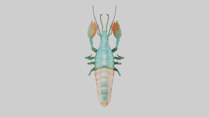 3D model Mantis Shrimp hiding model VR / AR / low-poly