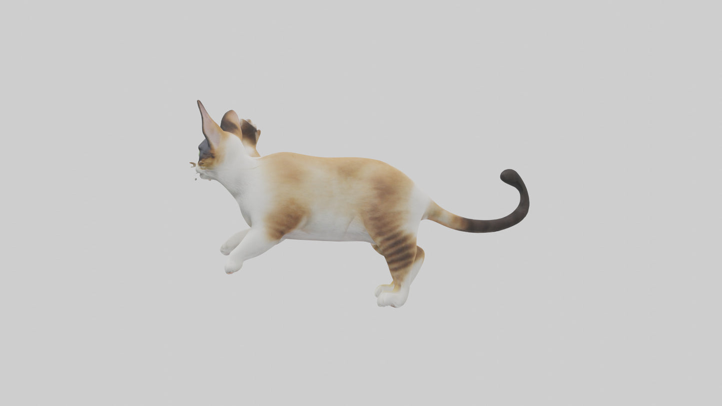 3D model Manx Cat playing model 3 hands VR / AR / low-poly