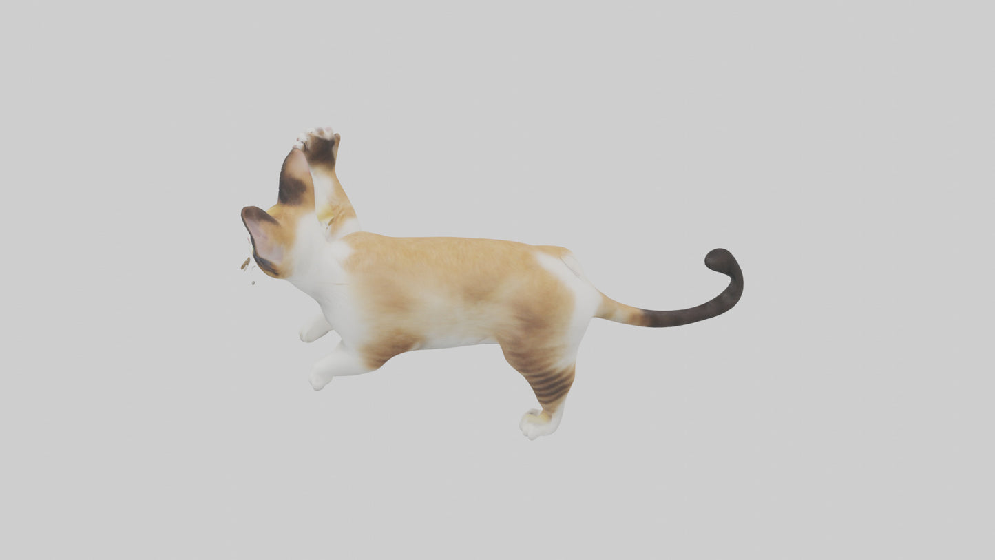3D model Manx Cat playing model 3 hands VR / AR / low-poly