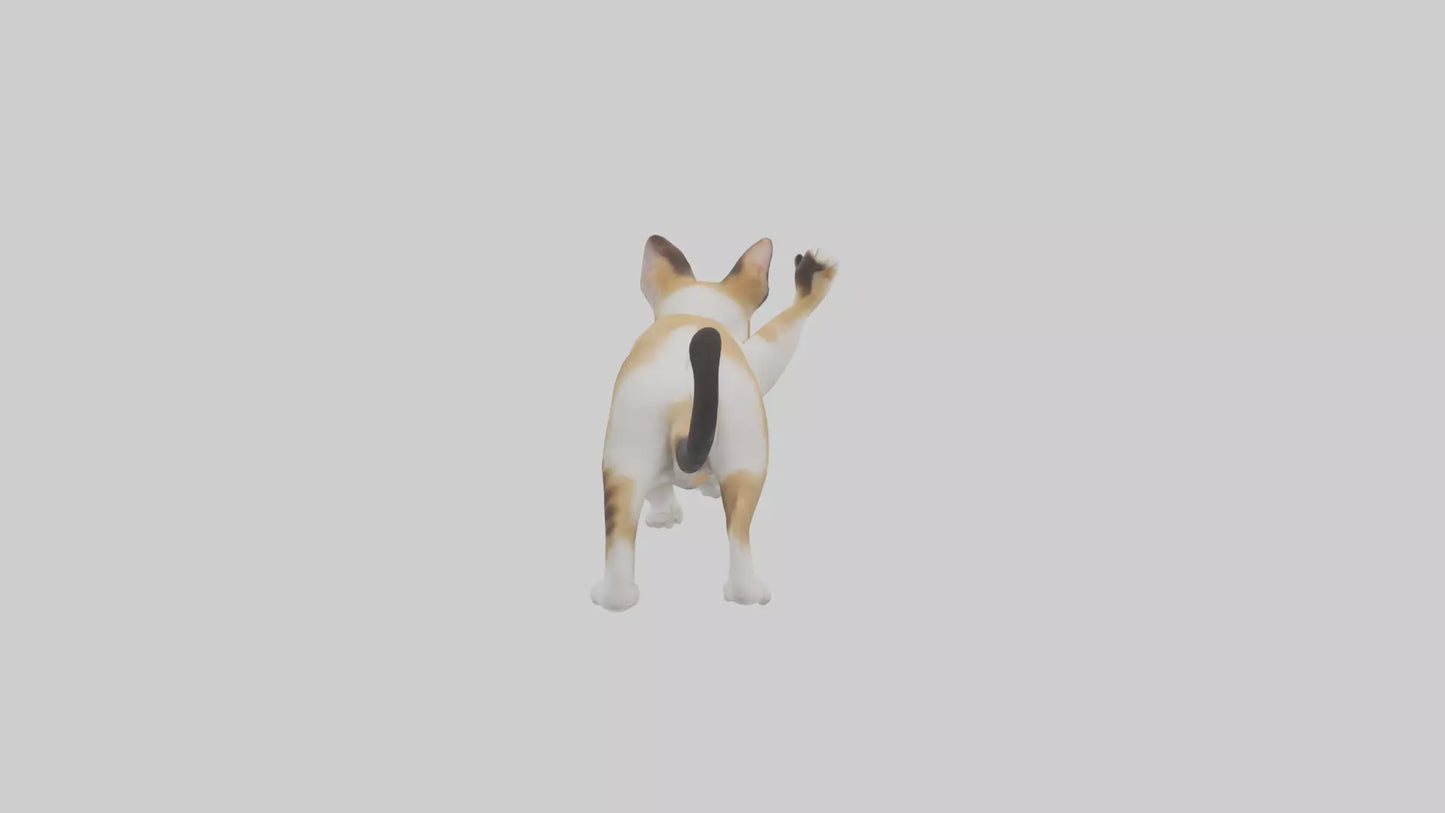 3D model Manx Cat playing model 3 hands VR / AR / low-poly