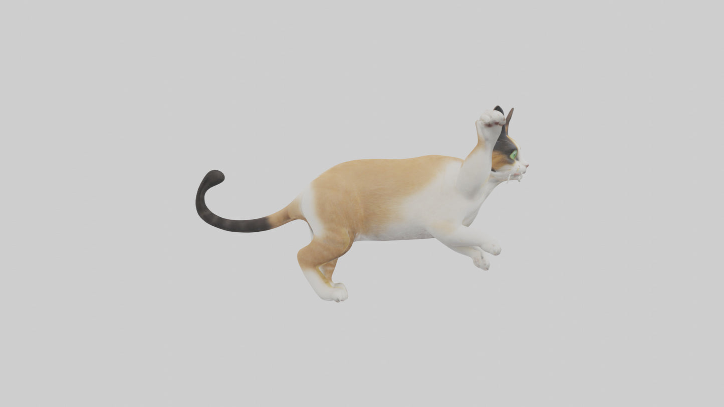 3D model Manx Cat playing model 3 hands VR / AR / low-poly