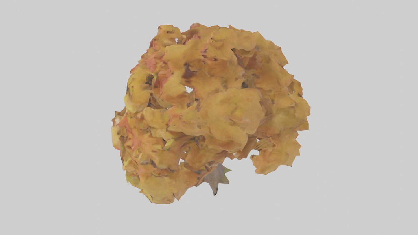 3D model Maple tree model VR / AR / low-poly