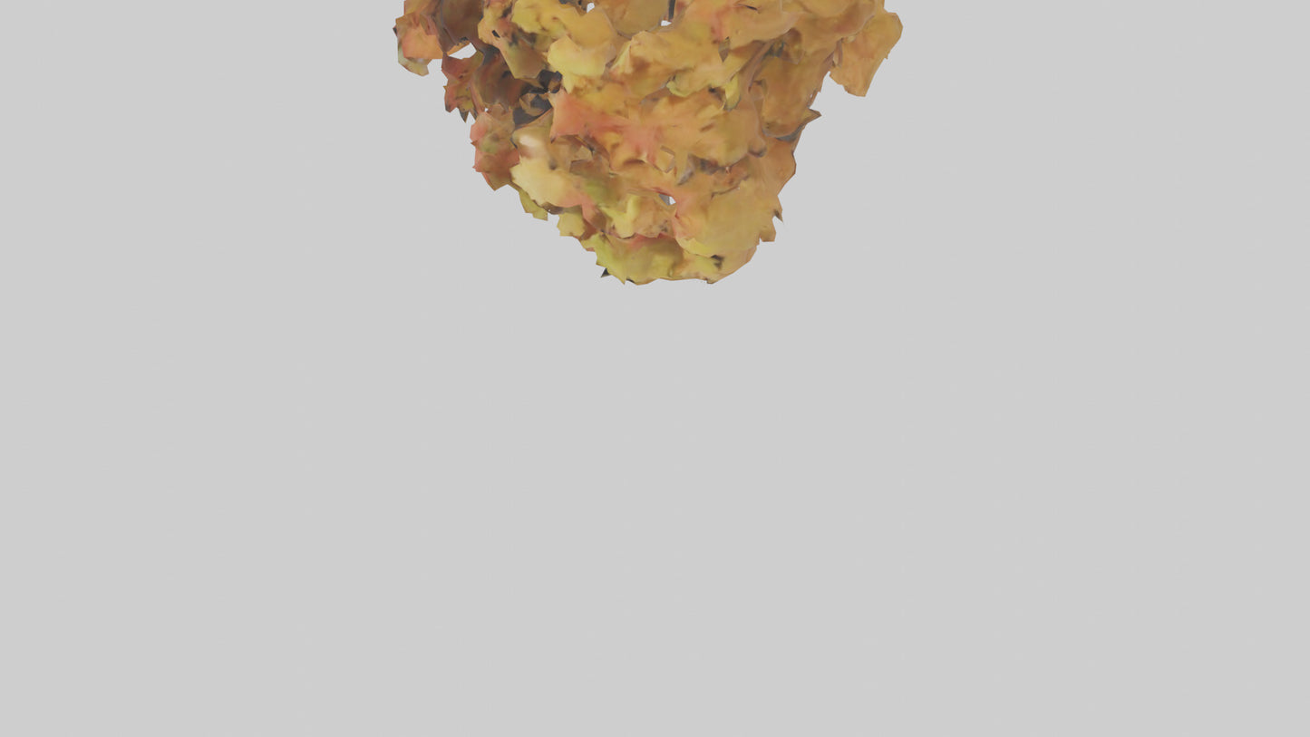 3D model Maple tree model VR / AR / low-poly