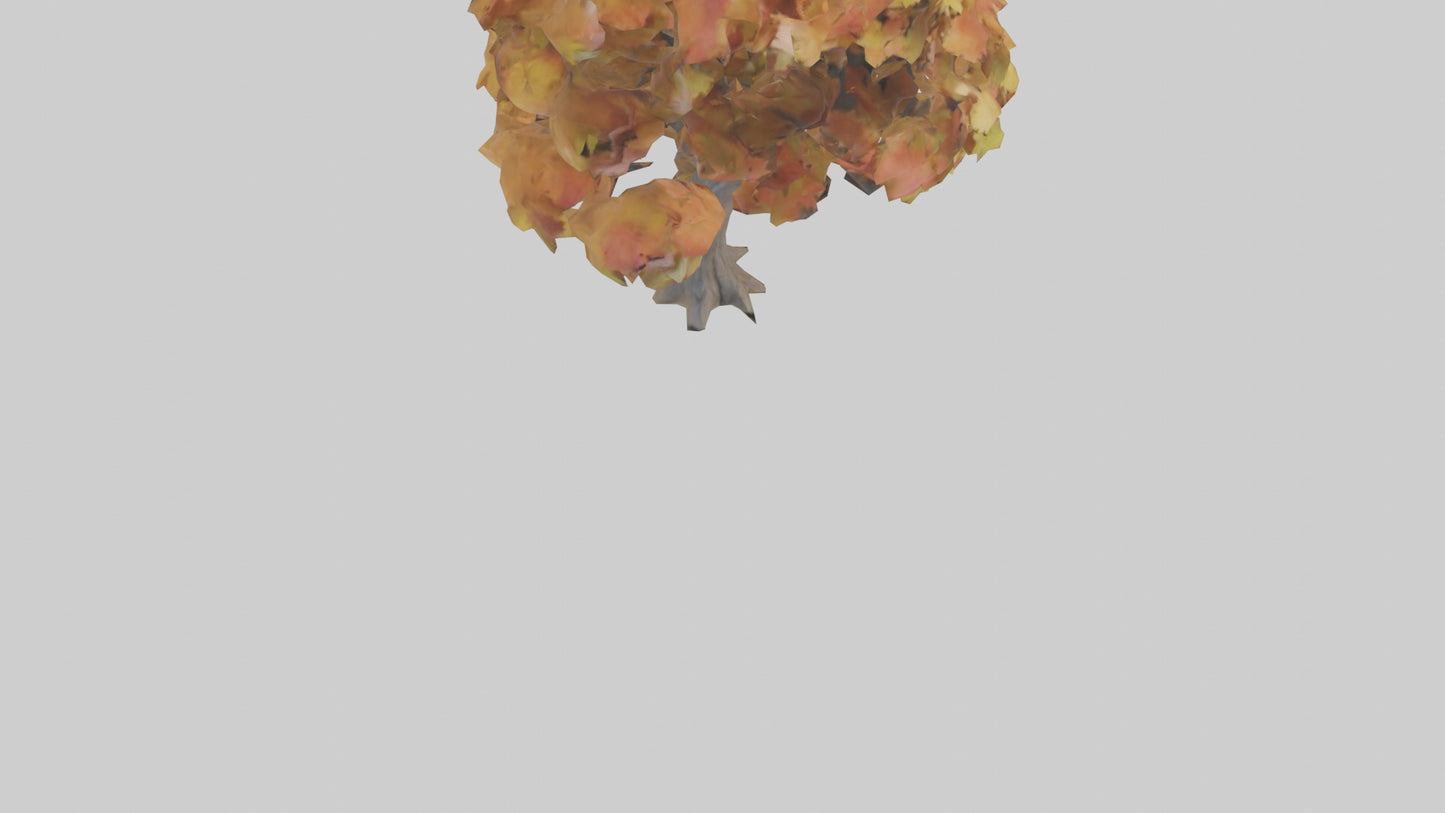 3D model Maple tree model VR / AR / low-poly