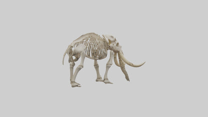 Mastodon Skeleton model VR / AR / low-poly