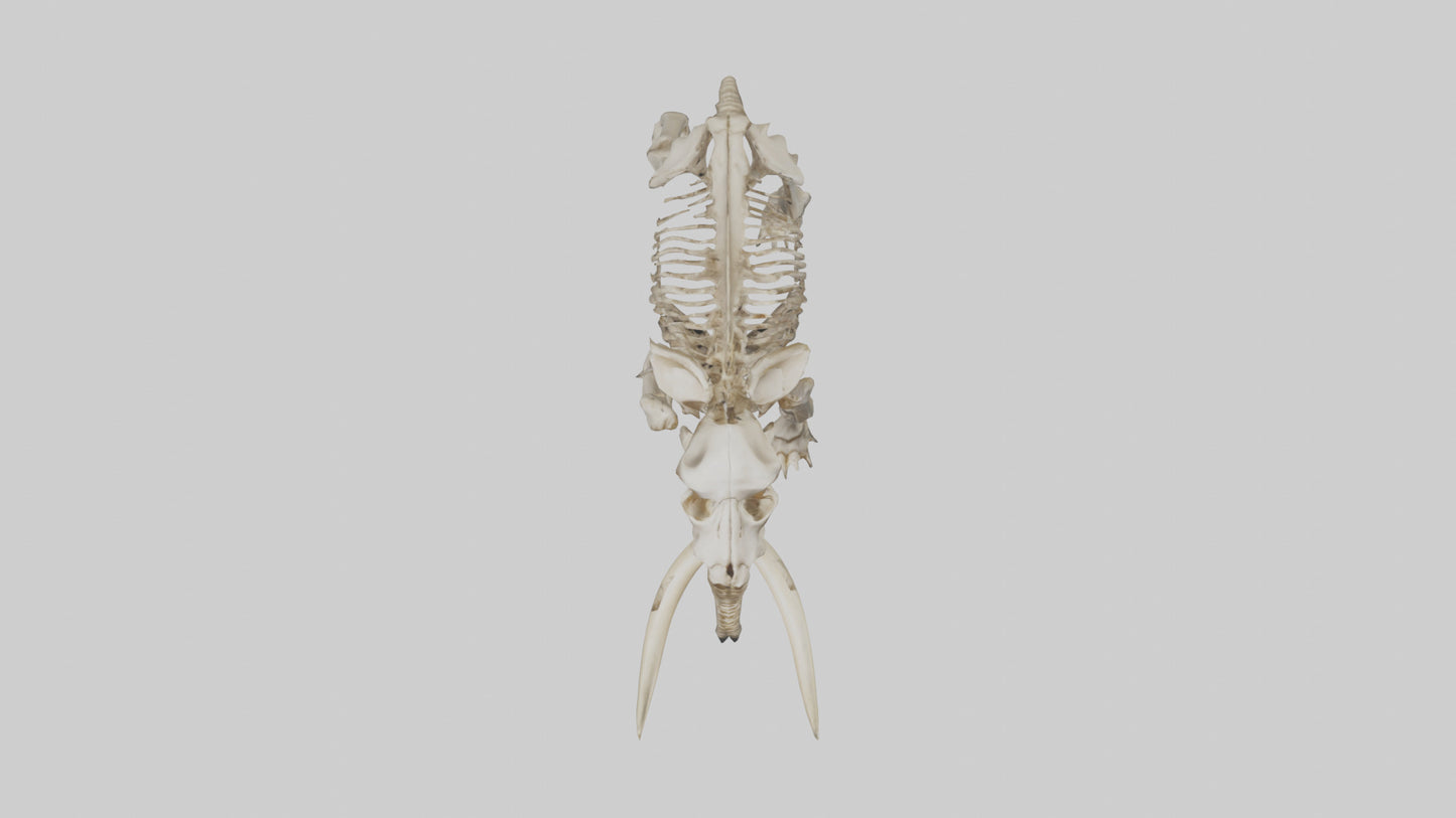 Mastodon Skeleton model VR / AR / low-poly