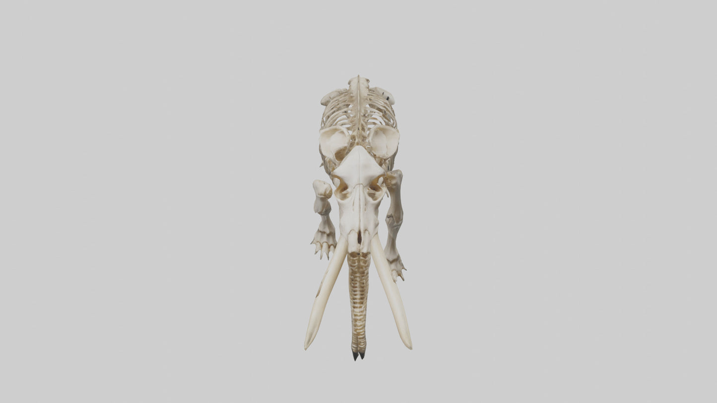 Mastodon Skeleton model VR / AR / low-poly