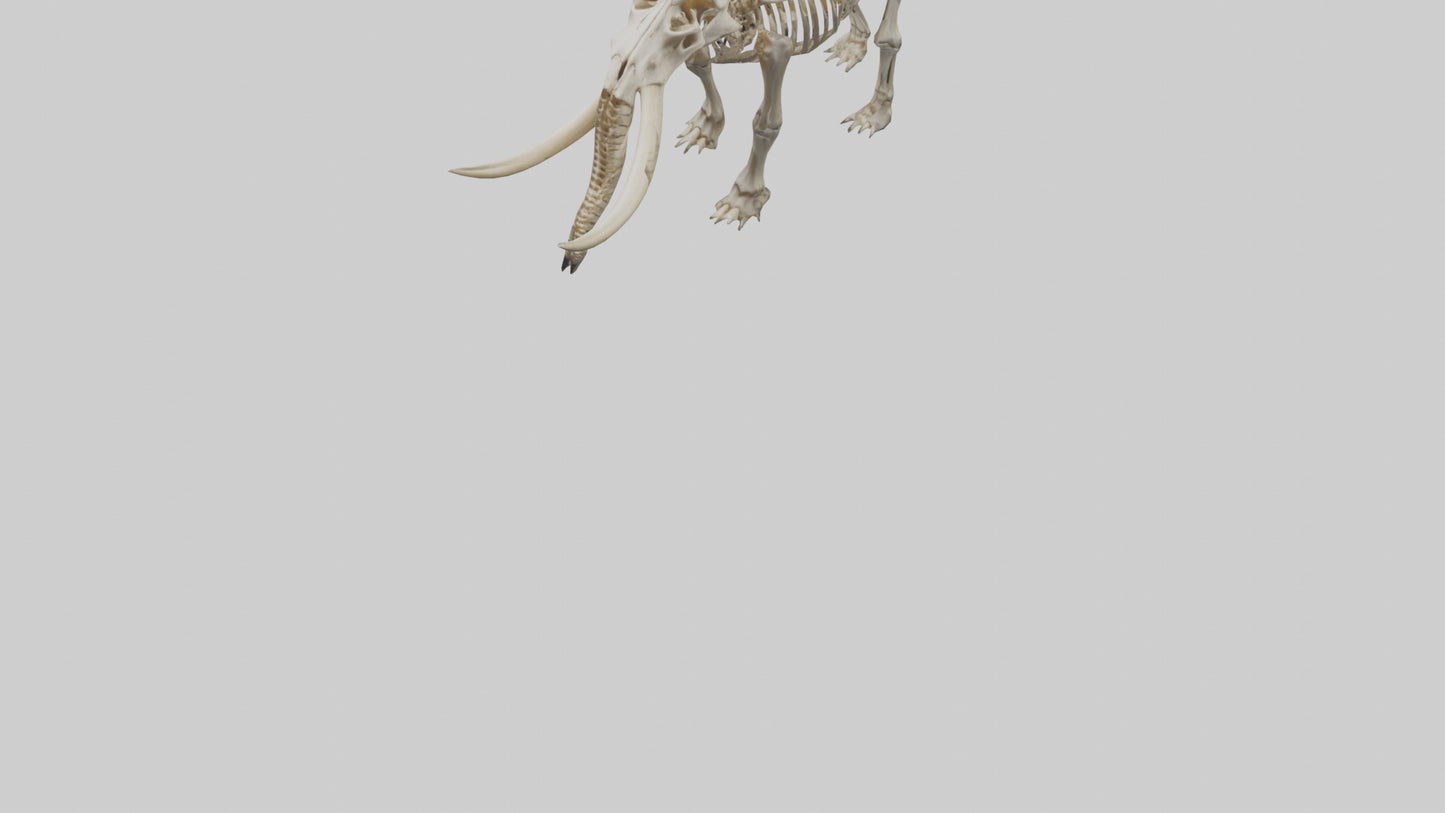 Mastodon Skeleton model VR / AR / low-poly