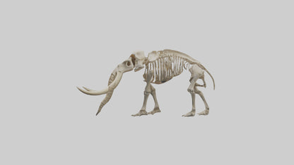 Mastodon Skeleton model VR / AR / low-poly