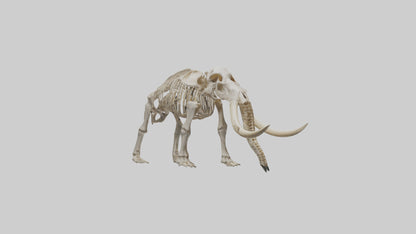 Mastodon Skeleton model VR / AR / low-poly