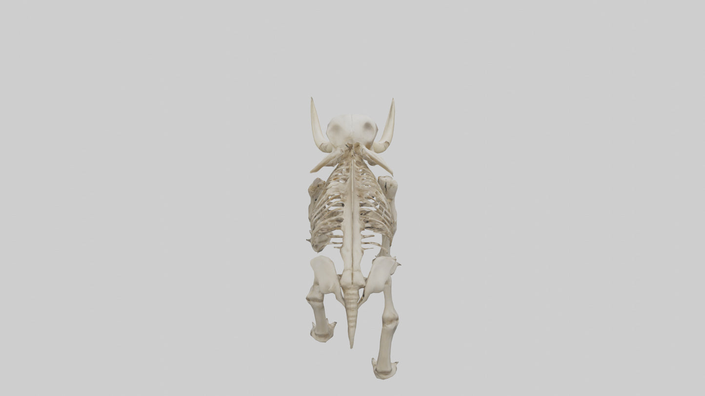 Mastodon Skeleton model VR / AR / low-poly