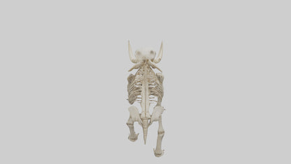 Mastodon Skeleton model VR / AR / low-poly
