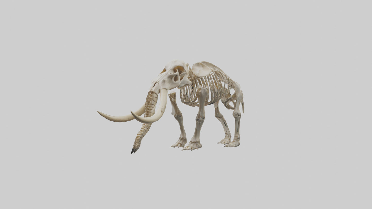 Mastodon Skeleton model VR / AR / low-poly