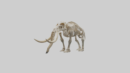 Mastodon Skeleton model VR / AR / low-poly