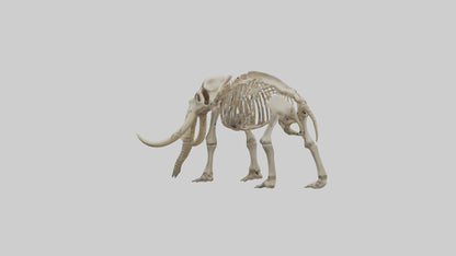 Mastodon Skeleton model VR / AR / low-poly