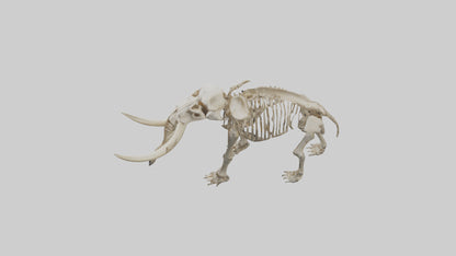 Mastodon Skeleton model VR / AR / low-poly