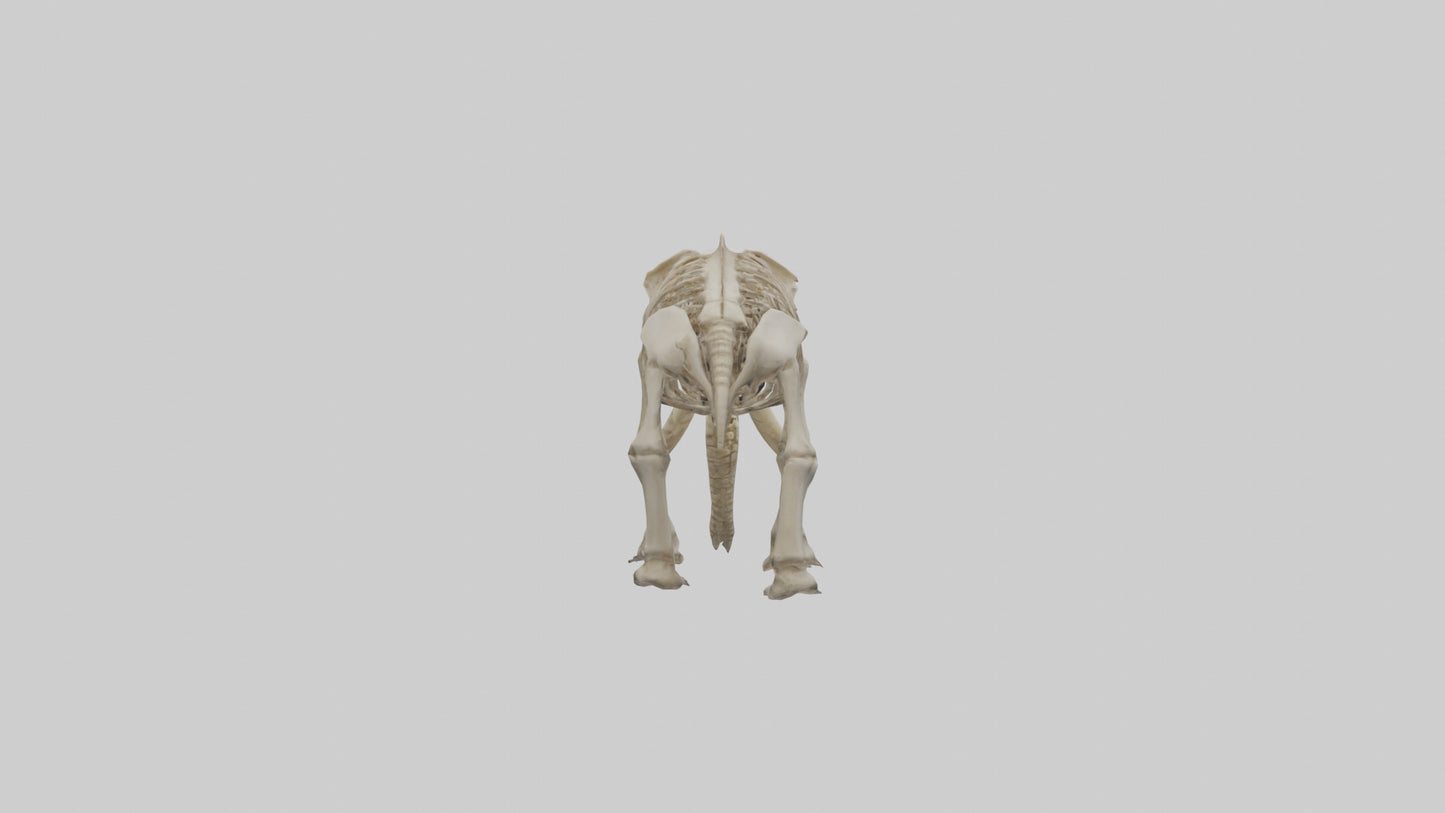 Mastodon Skeleton model VR / AR / low-poly