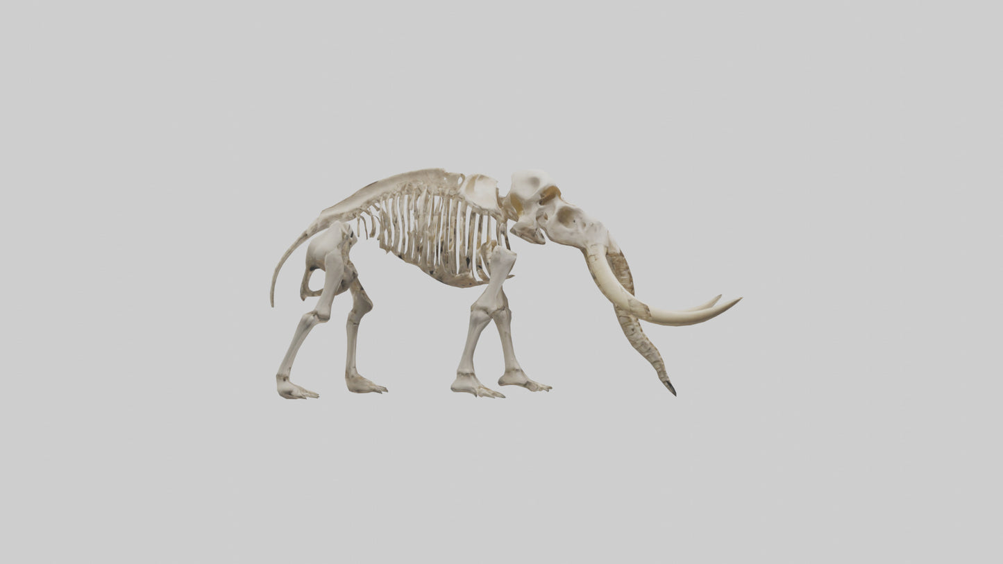 Mastodon Skeleton model VR / AR / low-poly