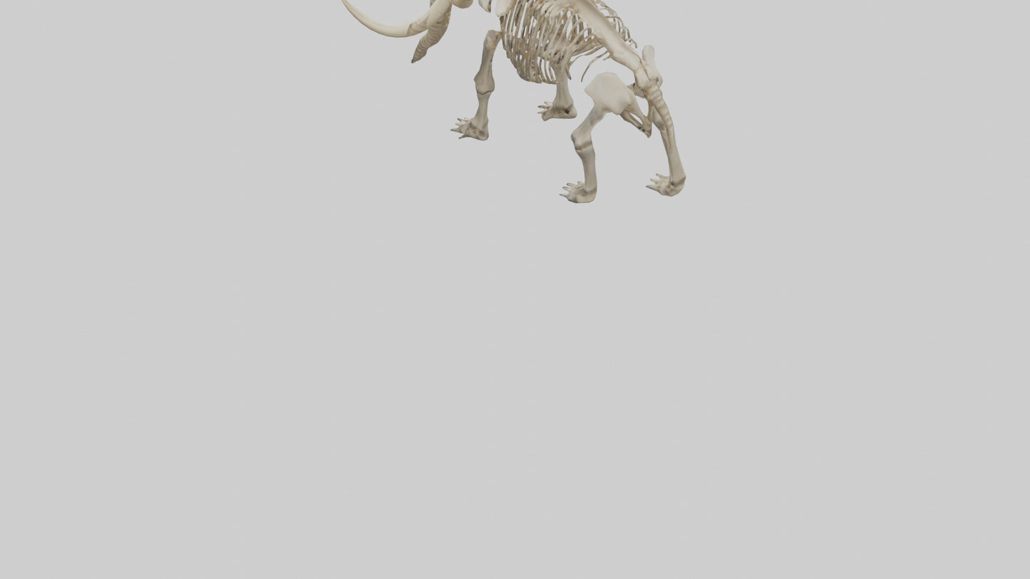 Mastodon Skeleton model VR / AR / low-poly
