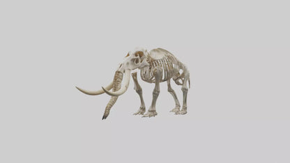 Mastodon Skeleton model VR / AR / low-poly