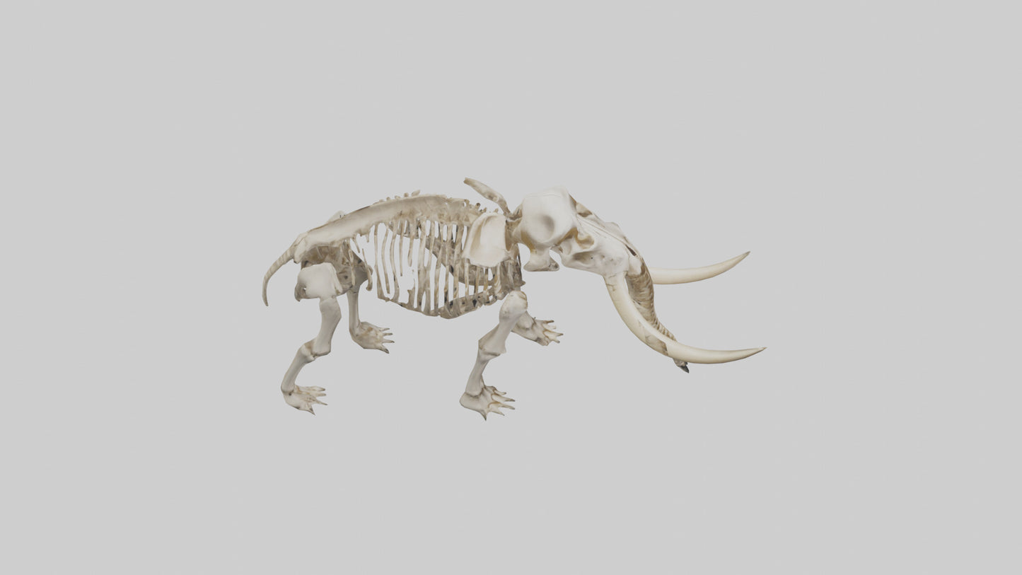 Mastodon Skeleton model VR / AR / low-poly
