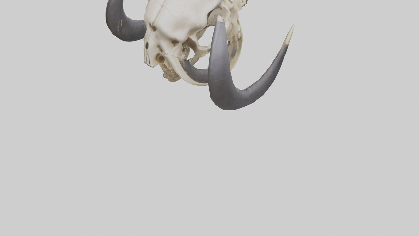 3D model Mastodon Skull Skeleton model VR / AR / low-poly