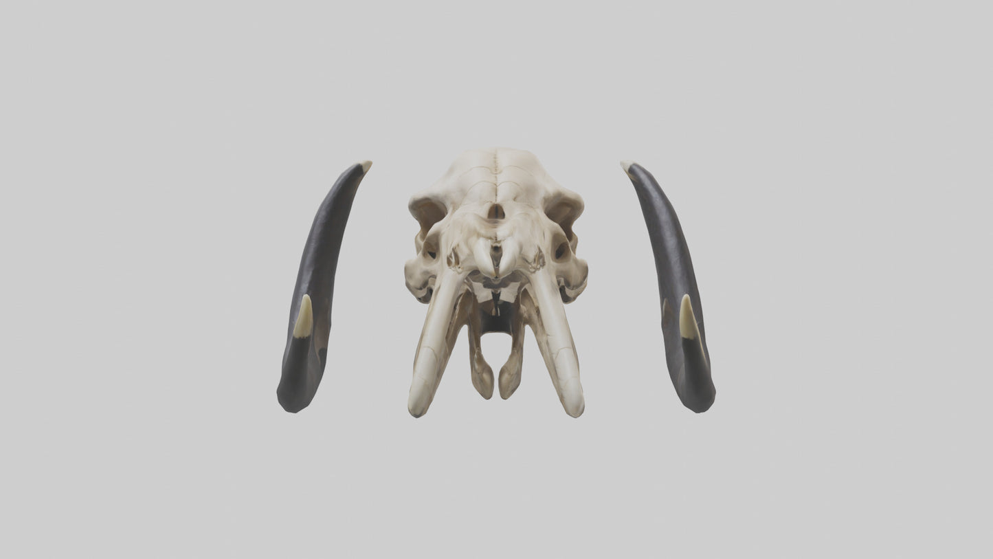 3D model Mastodon Skull Skeleton model VR / AR / low-poly