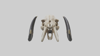3D model Mastodon Skull Skeleton model VR / AR / low-poly