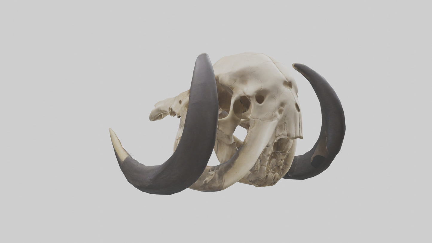 3D model Mastodon Skull Skeleton model VR / AR / low-poly