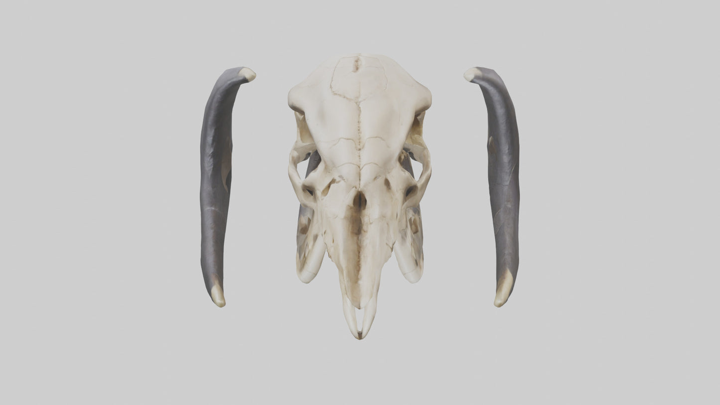 3D model Mastodon Skull Skeleton model VR / AR / low-poly