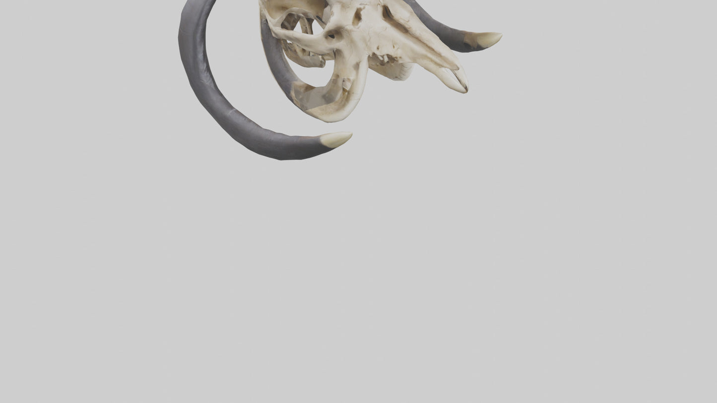 3D model Mastodon Skull Skeleton model VR / AR / low-poly
