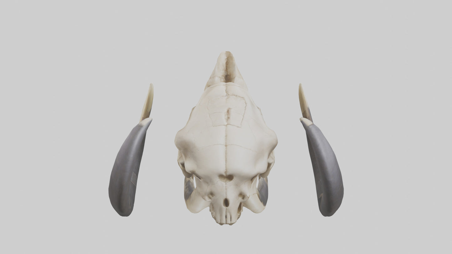 3D model Mastodon Skull Skeleton model VR / AR / low-poly