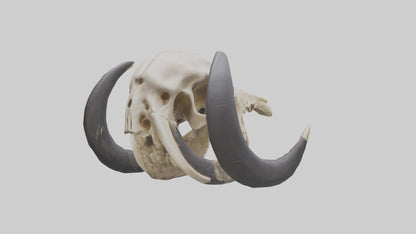 3D model Mastodon Skull Skeleton model VR / AR / low-poly