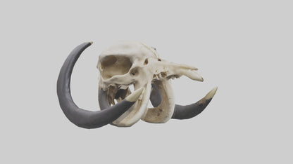 3D model Mastodon Skull Skeleton model VR / AR / low-poly