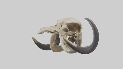 3D model Mastodon Skull Skeleton model VR / AR / low-poly