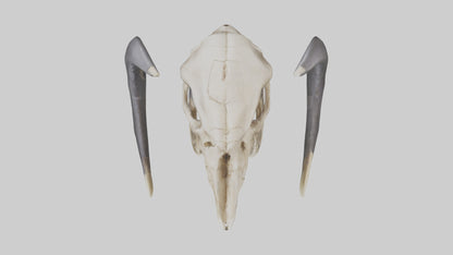 3D model Mastodon Skull Skeleton model VR / AR / low-poly