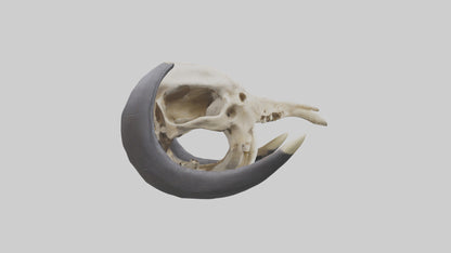 3D model Mastodon Skull Skeleton model VR / AR / low-poly