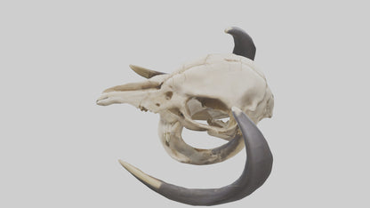 3D model Mastodon Skull Skeleton model VR / AR / low-poly