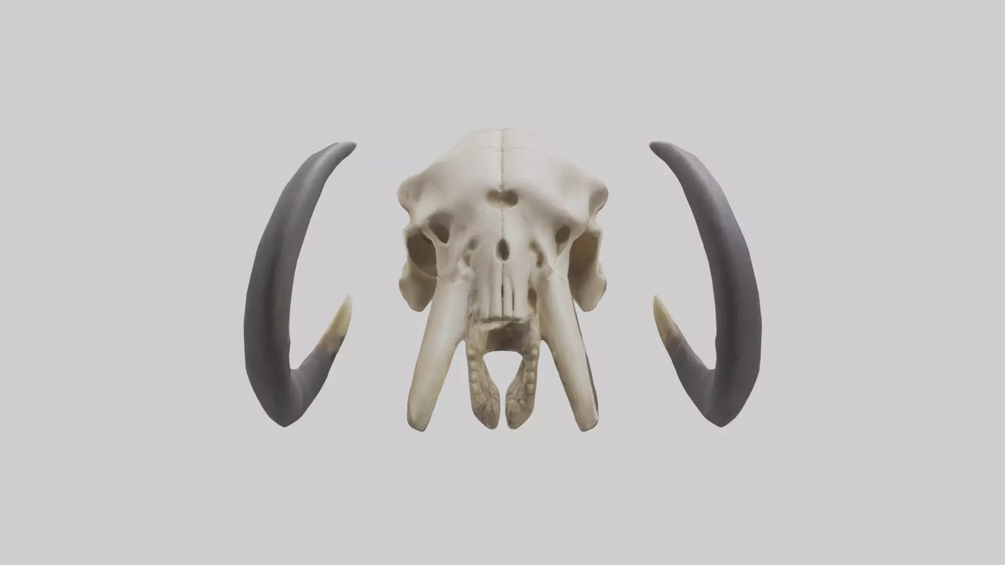 3D model Mastodon Skull Skeleton model VR / AR / low-poly