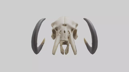 3D model Mastodon Skull Skeleton model VR / AR / low-poly